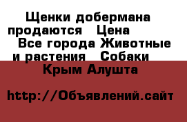 Щенки добермана  продаются › Цена ­ 45 000 - Все города Животные и растения » Собаки   . Крым,Алушта